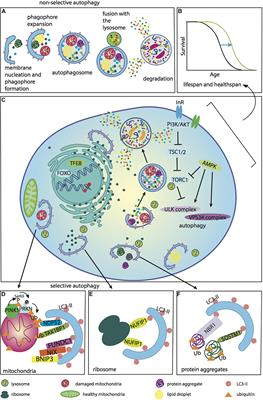 Agephagy – Adapting Autophagy for Health During Aging